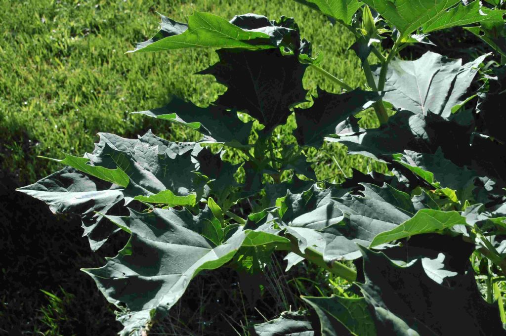 Datura stramonium (Solanacee)